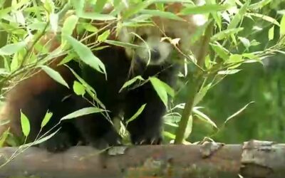 Nachwuchs bei den roten Pandas im Opel-Zoo