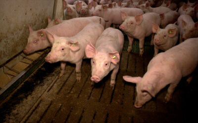 Kampf gegen Afrikanische Schweinepest