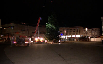 Weihnachtsbaum-Transport mit Hindernissen