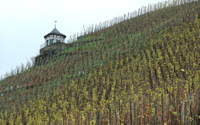 Berühmter Bernkasteler Weinberg versteigert