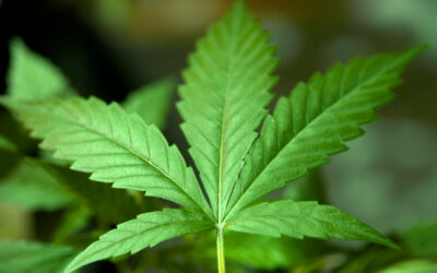 Pilotprojekt für Cannabis in Apotheken