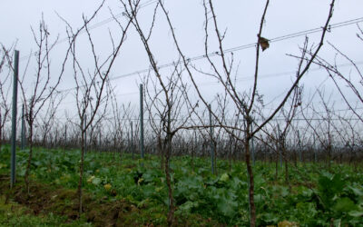 Herausforderungen beim Weinbau – Ministerin Schmitt beim Spitzengespräch