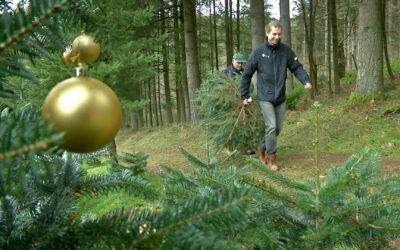 Weihnachtsbaum selber schlagen