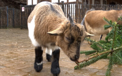 Weihnachtsbäume für Zootiere