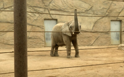 Das plant der Opel-Zoo im Jahr 2025