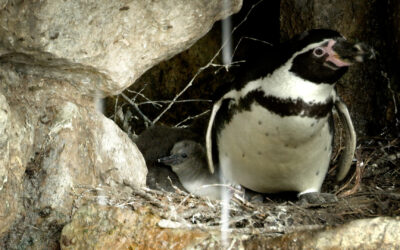 Pinguin-Nachwuchs im Tierpark Sababurg