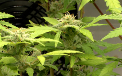 Modellprojekt zum Verkauf von Cannabis