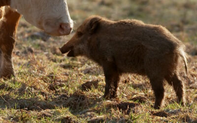 Ein Wildschwein unter Kühen