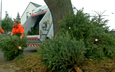 Zweites Leben: Frankfurter Weihnachtsbäume werden zu Humus