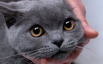 Landesweite Katzen-Kastrationswochen