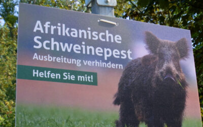 Afrikanische Schweinepest hält Veterinärämter in Atem