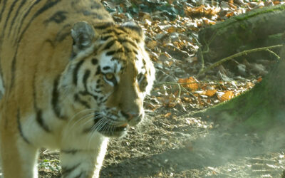 Landauer Tigerkatze erkundet Außengehege