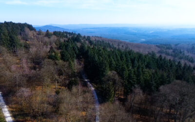 Wiesbadener Stadtwald ist Wald des Jahres