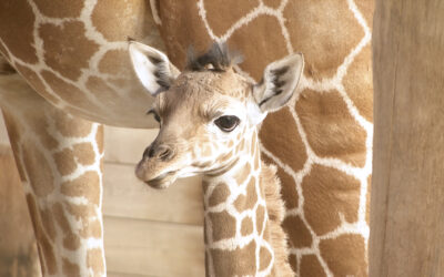 Giraffennachwuchs im Opel-Zoo