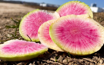 Wassermelonenrettich aus der Pfalz