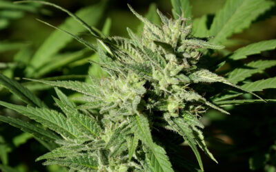 Was hat das neue Cannabis-Gesetz bislang gebracht?