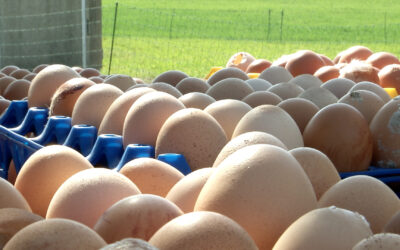 Genug Eier für Ostern