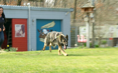 Nashorn-Schnüffelhunde werden in Hessen ausgebildet