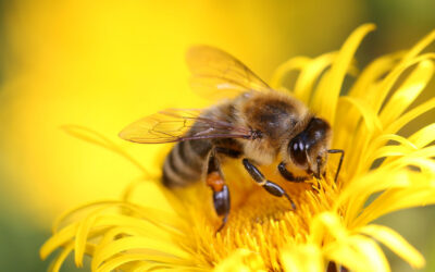 Weniger Bienen unterwegs