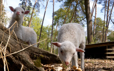 Lämmer-Nachwuchs in Hanau