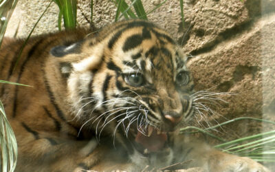 Tiger-Nachwuchs im Frankfurter Zoo