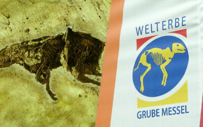 Grube Messel seit 30 Jahren Weltnaturerbe