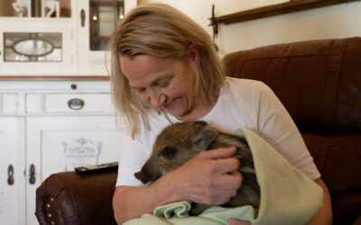 Wildschwein wird im Wohnzimmer aufgepäppelt