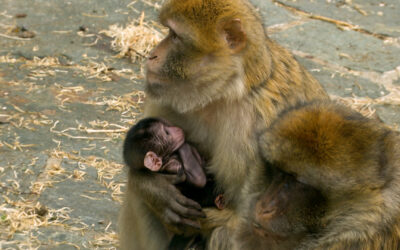 Berberaffen-Zwillinge im Opel-Zoo
