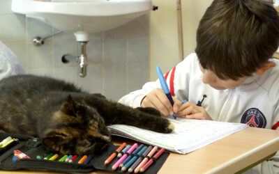 Eine Katze im Klassenzimmer