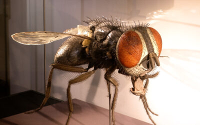 Insektomania in Mainz