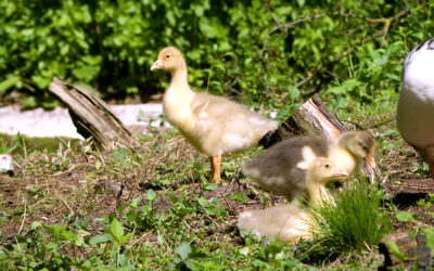 Leinegans-Nachwuchs im Frankfurter Zoo