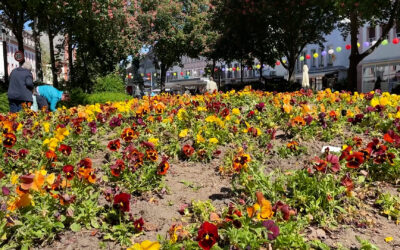 Stadtblumen zu verschenken