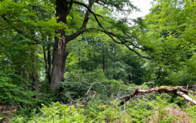 Nationalpark Hunsrück-Hochwald feiert 10. Geburtstag