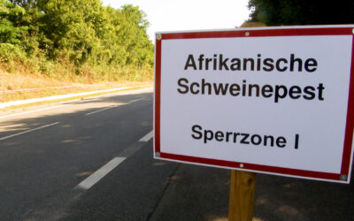 Ein Jahr Afrikanische Schweinepest in Hessen