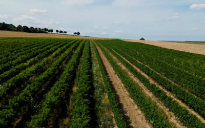 Vitiforst: Nachhaltige Anbaumethode im Wingert