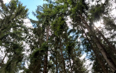 Wie der Soonwald fit gegen Trockenheit gemacht wird