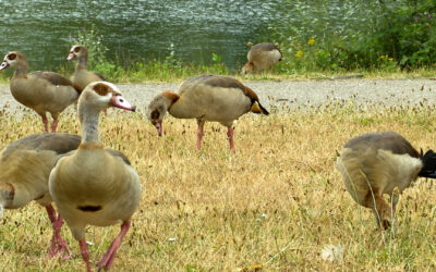 Naturbad in Schwalbach wegen Nilgänsen geschlossen