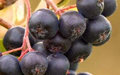 Kaum bekannt: Aronia Ernte in der Pfalz