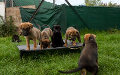 Viele Tierheime sind überfüllt