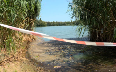 Badeseen wegen Blaualgen gesperrt