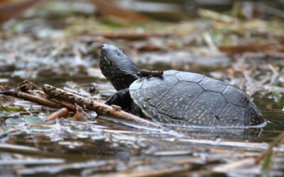 Auswilderung von Sumpfschildkröten