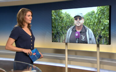 Weinbau in der Krise