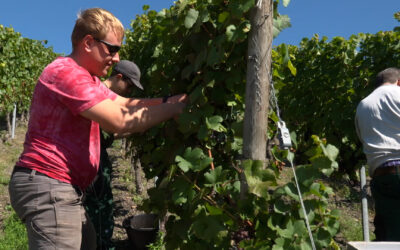 Inklusives Weingut des Roten Kreuzes