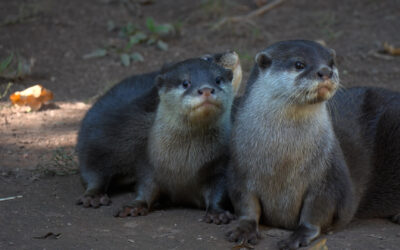 Otternachwuchs im Zoo Kaiserslautern