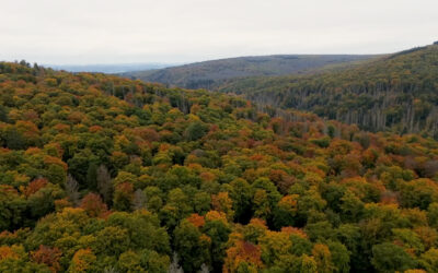 Streit um Mineralwasser aus Hunsrücker Nationalpark