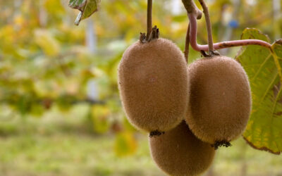 Kiwi-Ernte in der Pfalz
