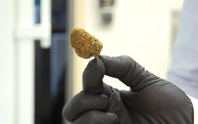 Hessische Städte bieten Cannabis-Tests an