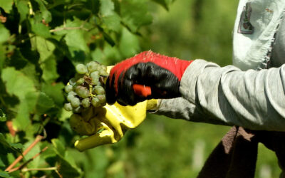 Größtes Weinanbaugebiet Deutschlands – Rheinhessen zieht Lesebilanz