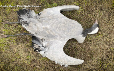 Vogelgrippe-Fall in Hessen bestätigt