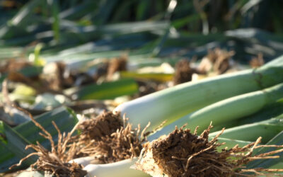 Wintergemüse wird geerntet